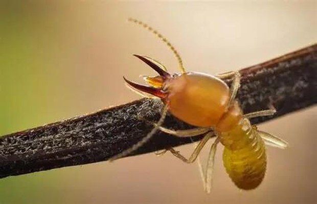 白蚁与食品安全关系解析