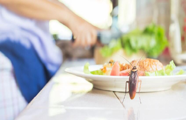 餐饮业有害生物防制