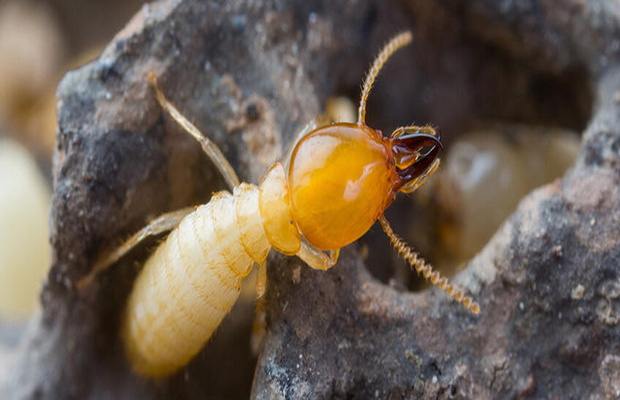 白蚁全链条防控守护