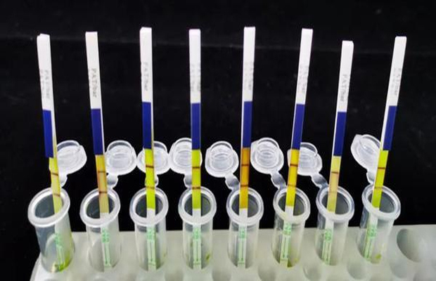 转基因成分检测流程