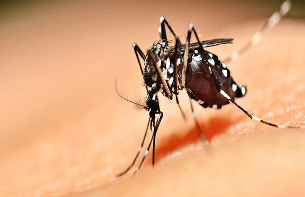 基孔肯雅热防蚊服务