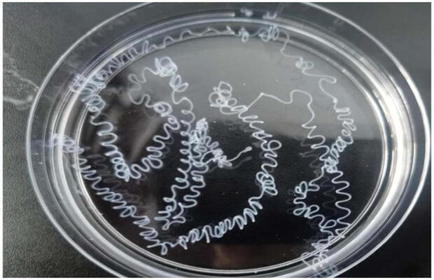 食品中胶原蛋白含量检测方法