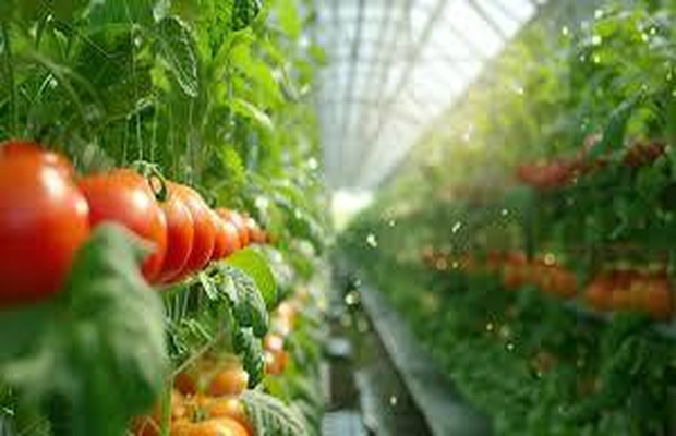 水果农残超标检测怎么复检